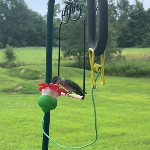 Hummingbird Swing Perch Set