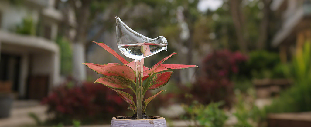Automatic Watering Device