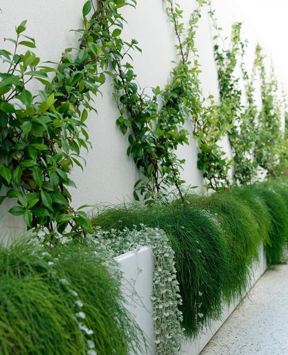 Heavy-Duty Wire Trellis System