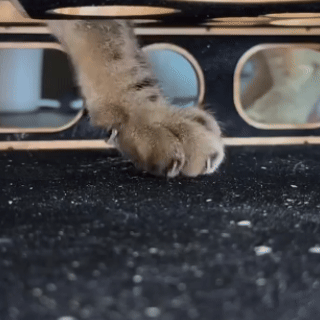 Cat scratch box