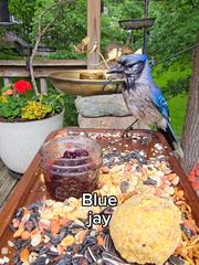 Open bird feeder